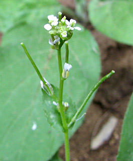  חרמון, הר חבושית, 21-5-09. צילום: © איתן שפירא