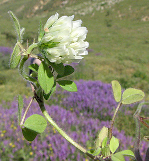 חרמון, הר חבושית, 21-5-09. צילום: © איתן שפירא