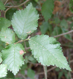 נחל השופט, 5-07. צילום: © שרה גולד