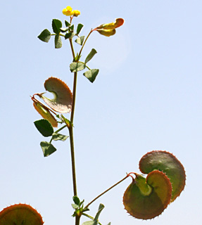 חרמון, 5-09. צילום: © ערגה אלוני