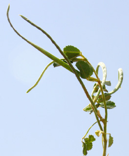 צילום: © ערגה אלוני