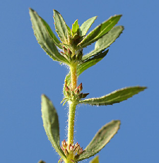 שלולית דורה, 21-5-09. צילום: © דרור מלמד