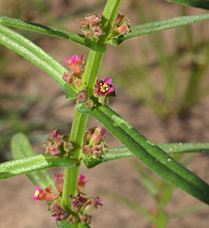 שלולית דורה, 5-6-09. צילום: © דרור מלמד