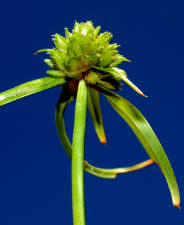 שלולית דורה, 5.6.09. צילום: © דרור מלמד