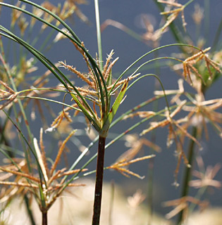 החולה, 25-6-09. צילום: © שרה גולד