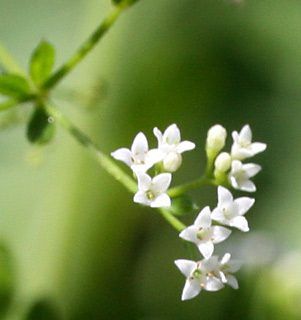 חל קורן וחצבני, 25-6-09. צילום: © שרה גולד