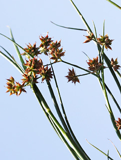 החולה, 25-6-09. צילום: © שרה גולד