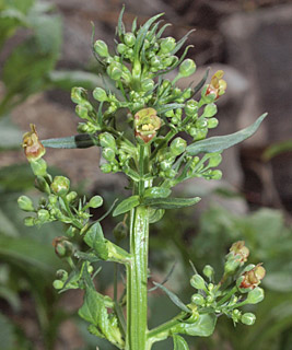 צילום: © דרור מלמד