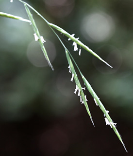 נחל קורן הגושרים, 25-6-09. צילום: © שרה גולד