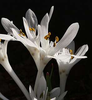 אנדרטת הנגב, 11-2017. צילום: © שרה גולד