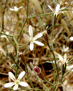 קיבוץ מירב, 4-6-09. צילום: © איתן שפירא