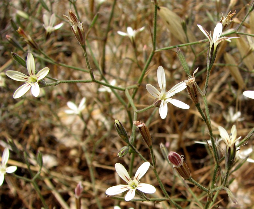 ענפים רותמיים. צילום: איתן שפירא