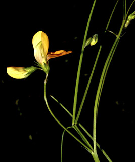 נחל קטיע כרמל, 8/2/09. צילום: © שמעון כהן-סיוון