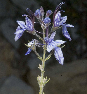 חרמון. צילום: © יהודה מרטה