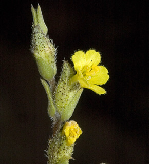 חרמון, 7-08. צילום: © יהודה מרטה