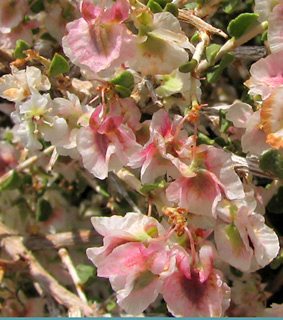 חרמון, 9-7-09. צילום: © ערגה אלוני