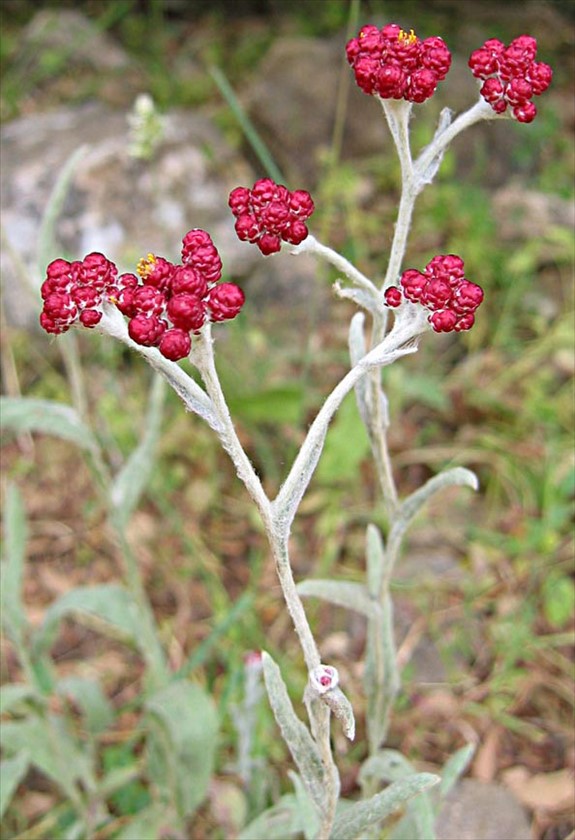 בהגדלה. צילום: שרה גולד