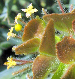 חרמון, 9-7-09. צילום: © ערגה אלוני 