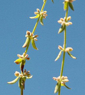 חרמון, 6-2011. צילום: © ערגה אלוני 