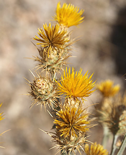 חרמון, 7-2015. צילום: © אלי ליבנה