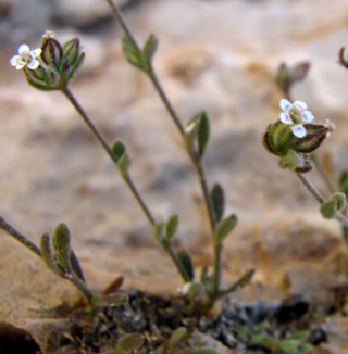חרמון, 30-7-09. צילום: © ערגה אלוני