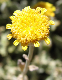 חרמון, 30-7-09. צילום: © ערגה אלוני