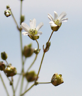 שומרון, 3-08. צילום: © ערגה אלוני