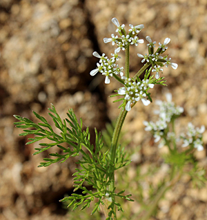  חוות ישוב הדעת שומרון, 4-2014. צילום: © איתן שפירא