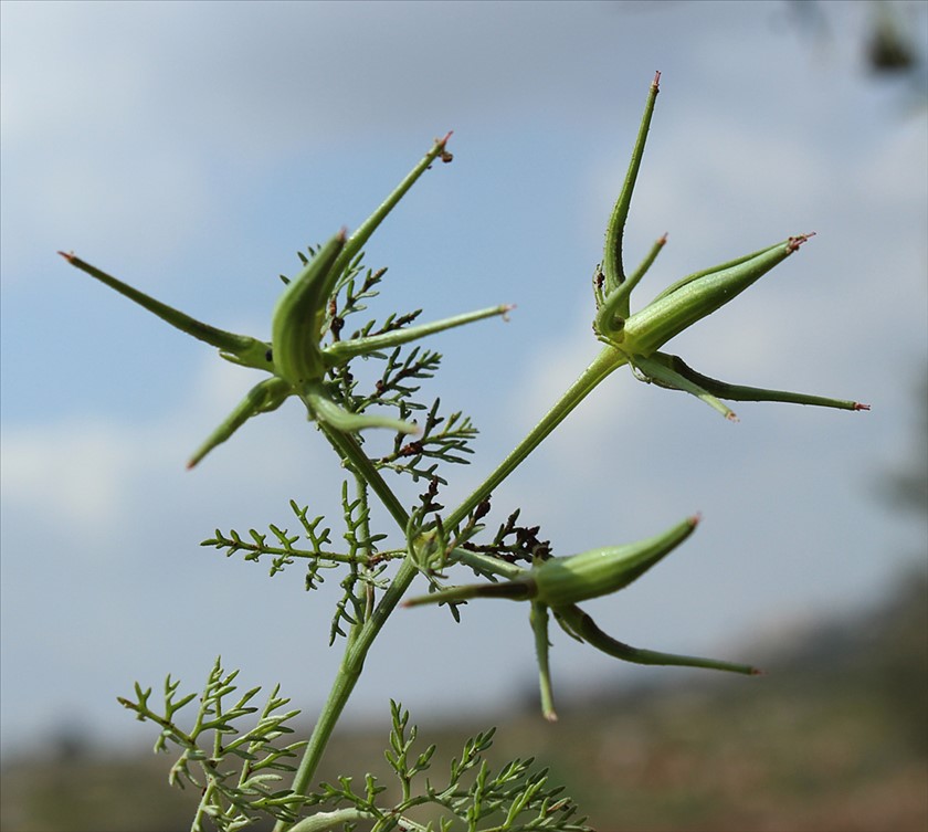 פירות של מסרק ארצישראלי. צילום: איתן שפירא