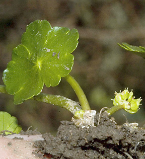 צילום: © יהודה מרטה