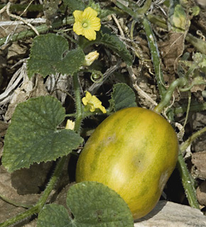 בריכות הדגים קיבוץ העוגן, 25-9-09. צילום: © יהודה מרטה