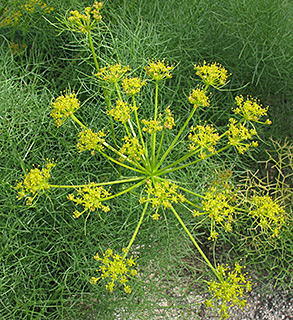 שמורת פורה, 3-2016. צילום: © שרה גולד