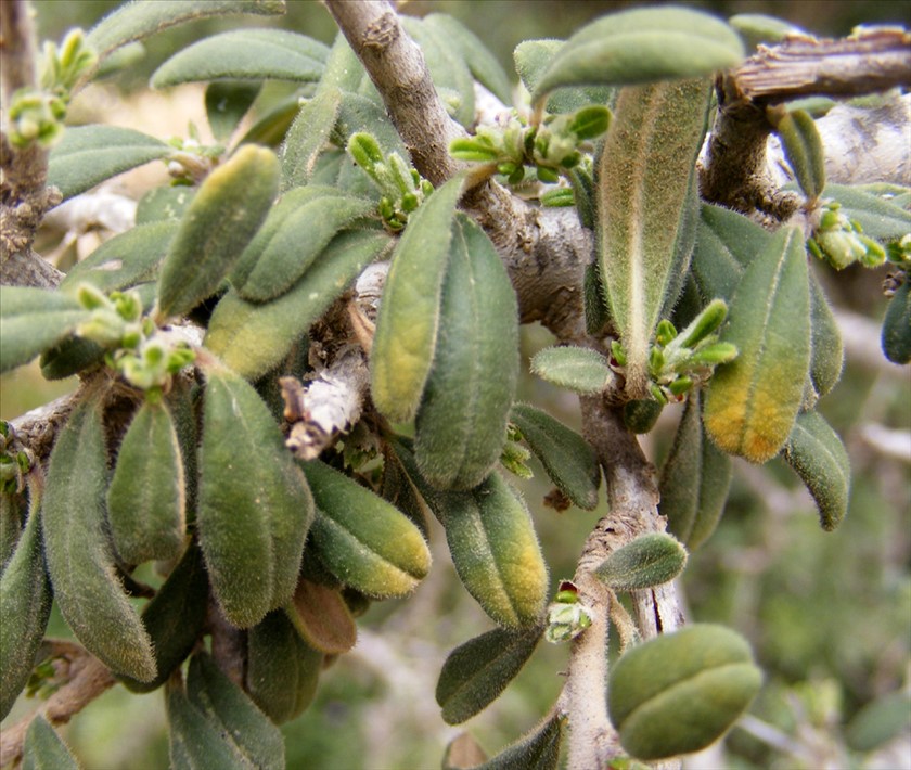 העלים גלולים לאחור. צילום: ליאורה קרת