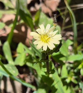 חסה דביקה (תפרחת) בחרמון, מאי 2025. צילום: © עירית צוק קובצ'י