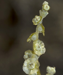 שמורת החלמוניות בירוחם, 23-10-09. צילום: © יהודה מרטה