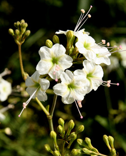 צילום: © ערגה אלוני