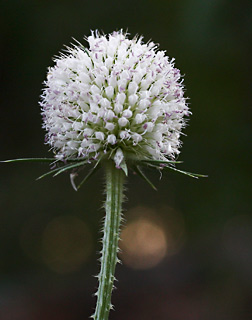 גן בוטני ירושלים, 13-10-09. צילום: © שרה גולד