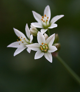 גן בוטני ירושלים, 14-10-09. צילום: © שרה גולד