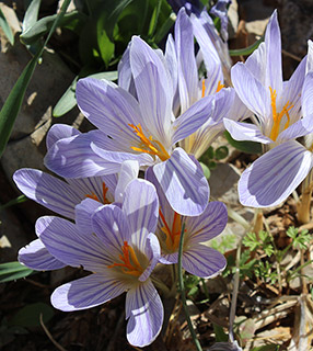 חרמון: למרגלות עמק מן, 11-11-2015. צילום: © איתן שפירא