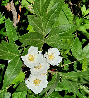 חרמון הערוץ הלח, 5-2021. צילום: © עירית צוק קובצ'י