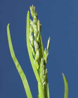 כרמל, 25.12.09 צילום: © דרור מלמד