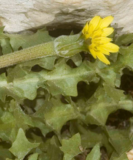 מערת קשת גליל, 12-2-2010. צילום: © יהודה מרטה