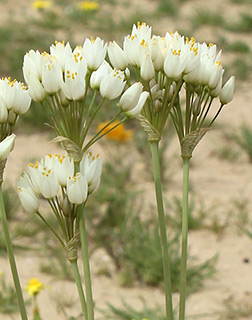 שדה בוקר, 3-2015. צילום: © איתן שפירא