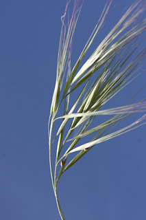 ניר עם, 24-2-10. צילום: © שרה גולד