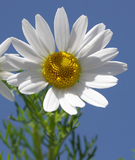 ניר עם, 24-2-10. צילום: © שרה גולד