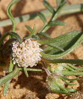 חולות סכר, 24-2-10. צילום: © שרה גולד