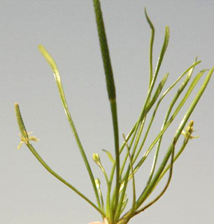 גולן, 5-10. צילום: © ערגה אלוני