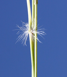 ניר עם, 24-2-10. צילום: © שרה גולד