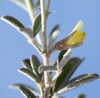 ניר עם, 24-2-2010, צילום: © שרה גולד
