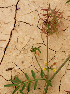 צומת כמהין, 24-2-2010. צילום: © שרה גולד